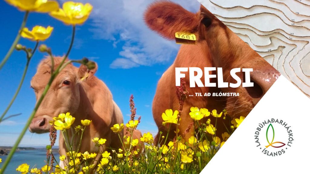 Mynd sem tengist textanum